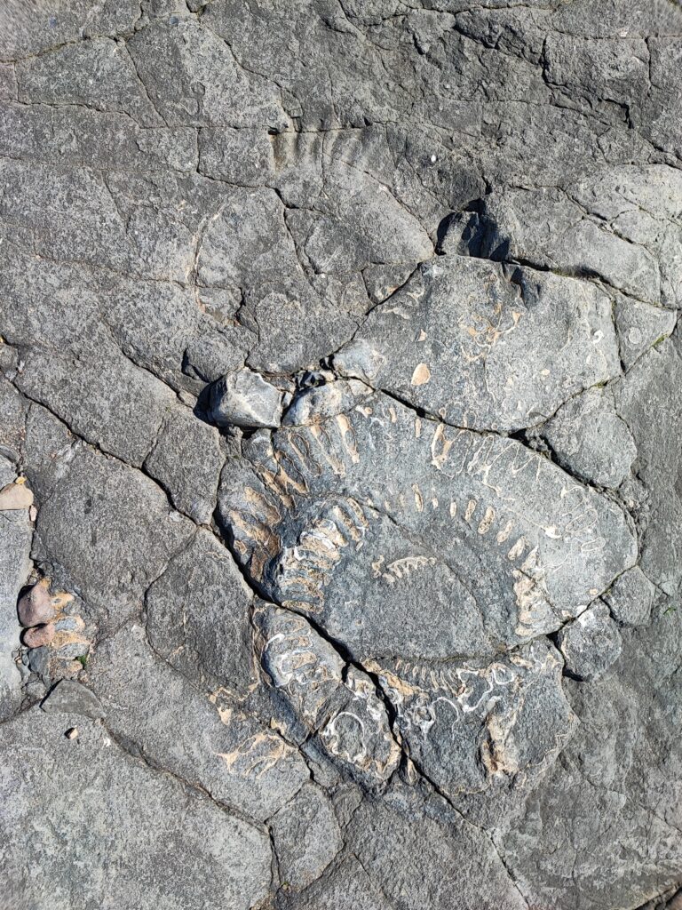 Südengland Tag 9 – Fossilien (Quantoxhead Beach)
