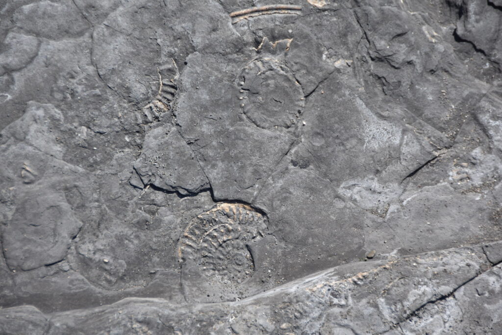 Südengland Tag 9 – Fossilien (Quantoxhead Beach)