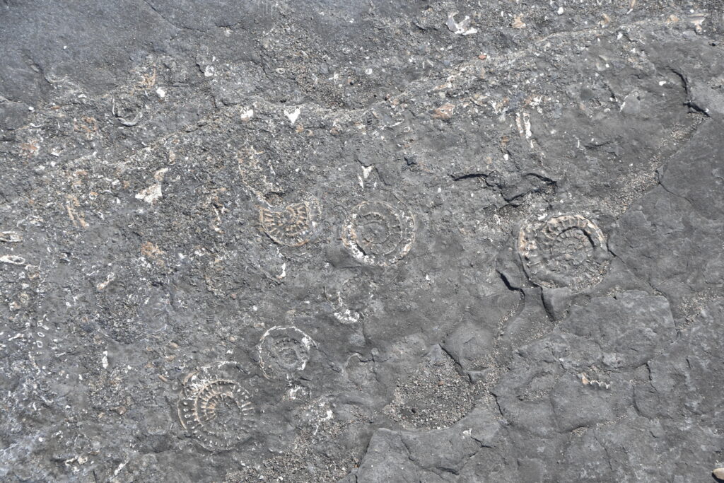 Südengland Tag 9 – Fossilien (Quantoxhead Beach)