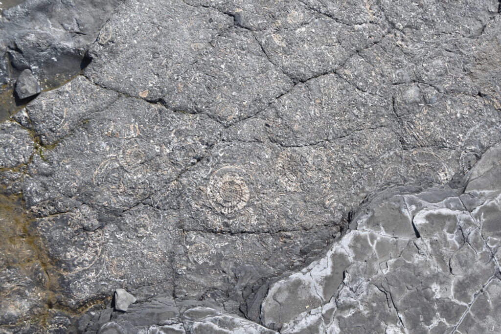 Südengland Tag 9 – Fossilien (Quantoxhead Beach)