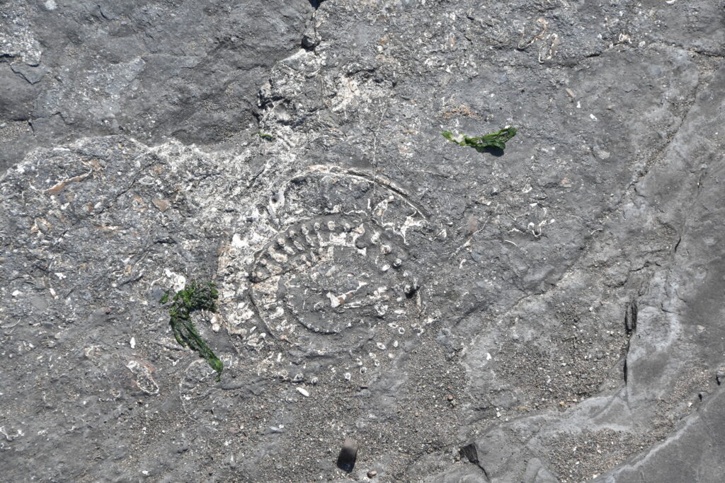 Südengland Tag 9 – Fossilien (Quantoxhead Beach)