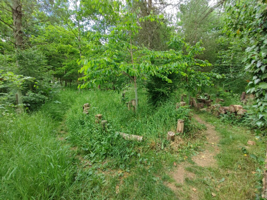 Südengland Tag 19 – Rollright Stones & Whispering Knights