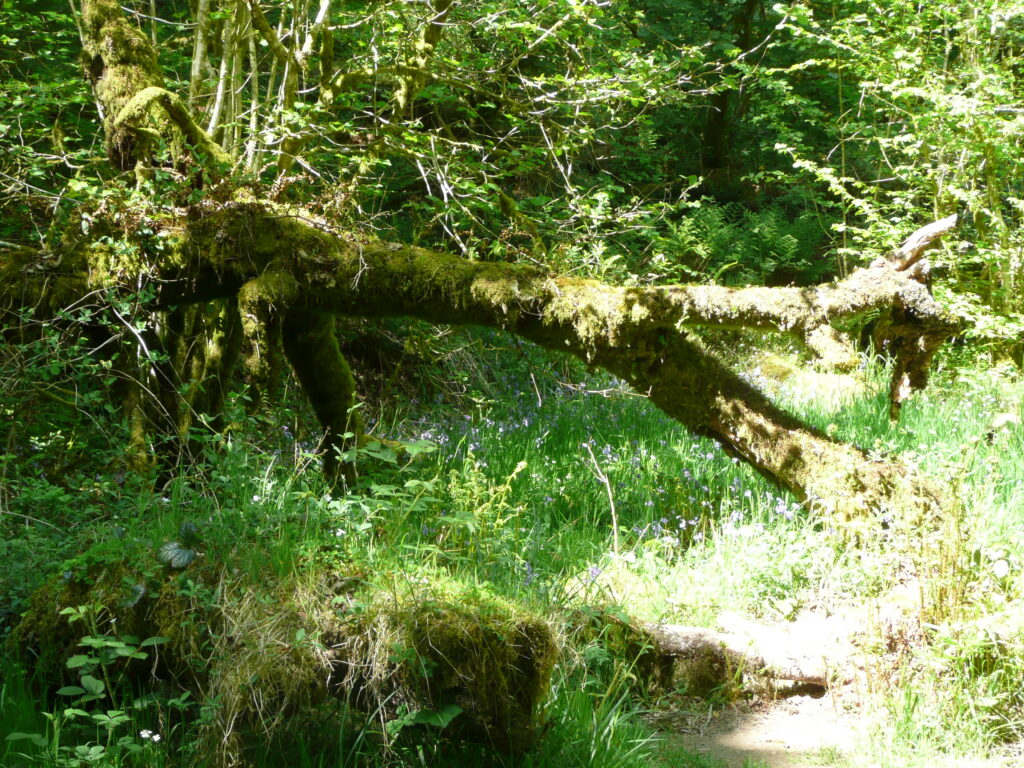 Südengland Tag 8 – Tarr Steps (Exmoor-Nationalpark)