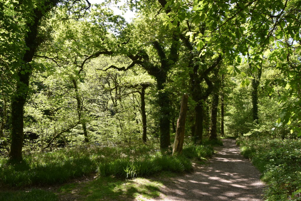Südengland Tag 8 – Tarr Steps (Exmoor-Nationalpark)