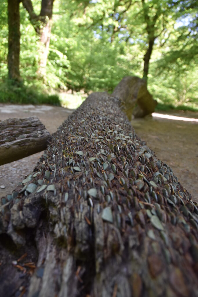 Südengland Tag 8 – Tarr Steps (Exmoor-Nationalpark)