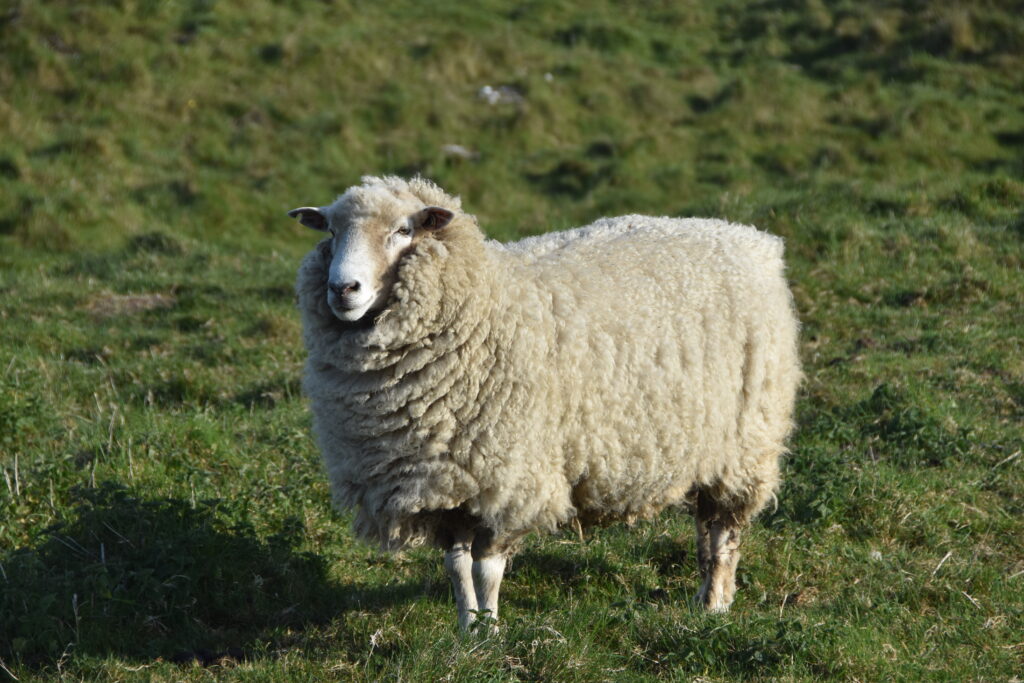 Südengland Tag 2 – Avebury