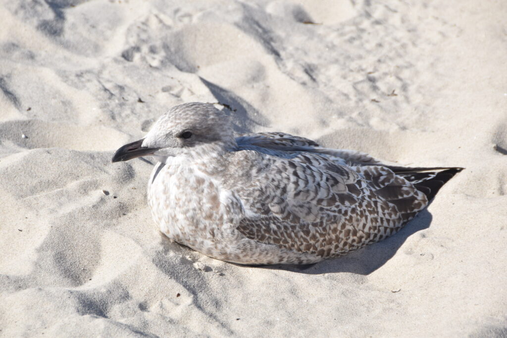 Rügen Tag 3 – Binz