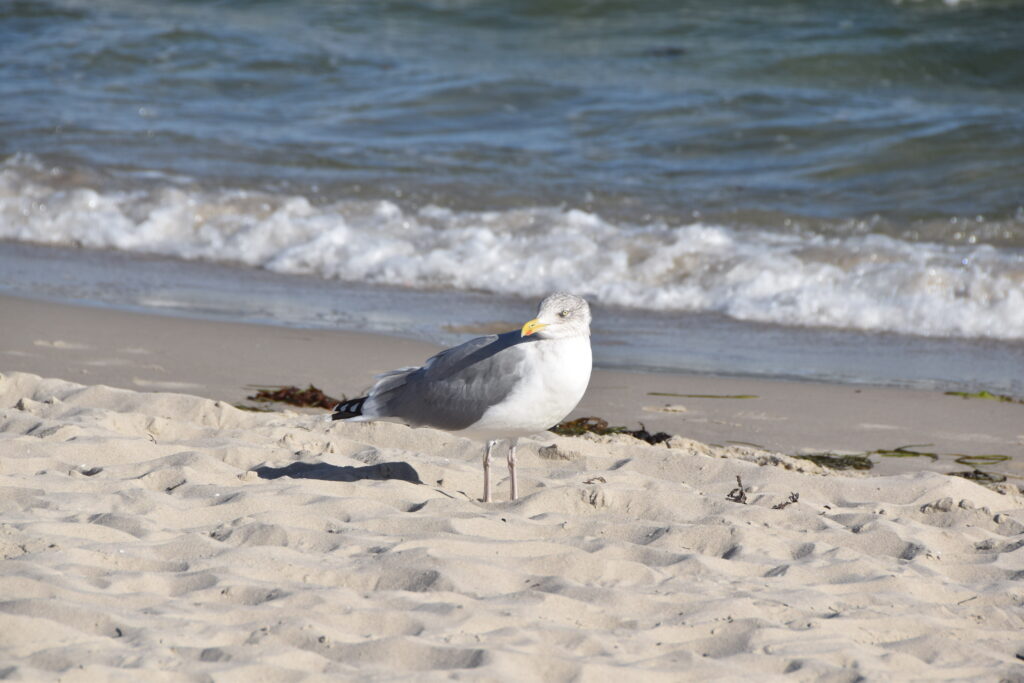 Rügen Tag 3 – Binz