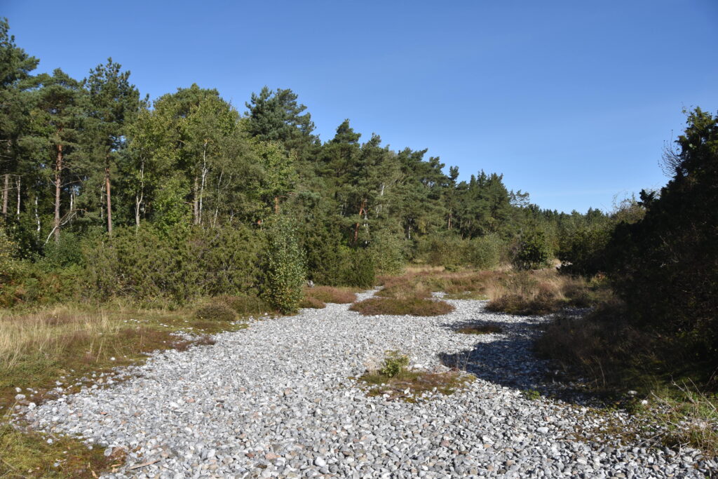 Steiniger Weg durch den Wald