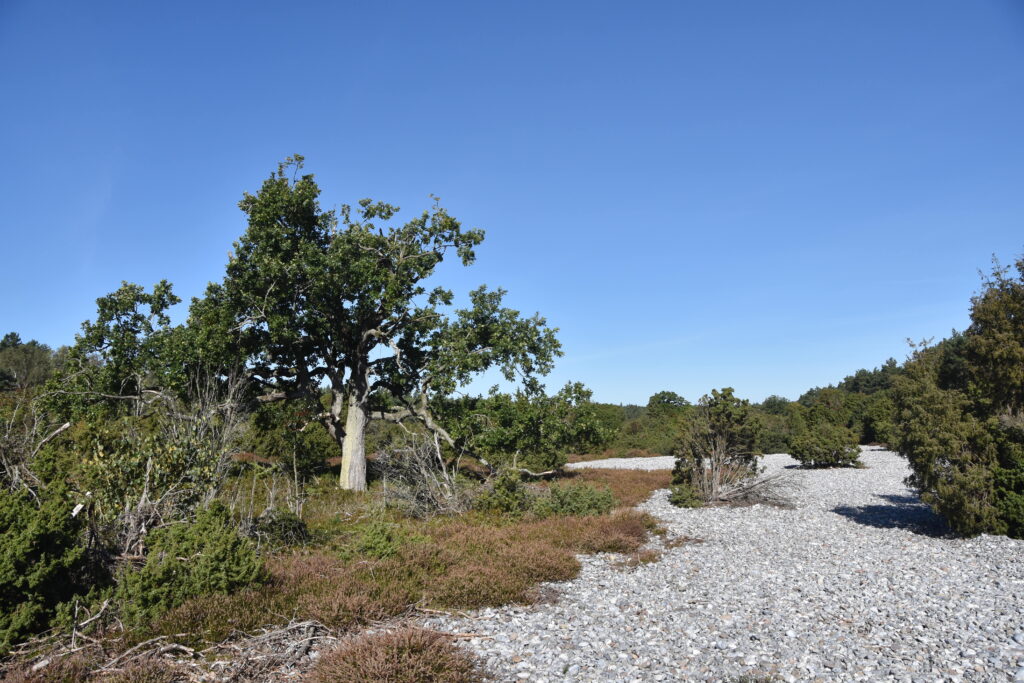 Rügen Tag 6 – Binz/Prora Feuersteinfelder