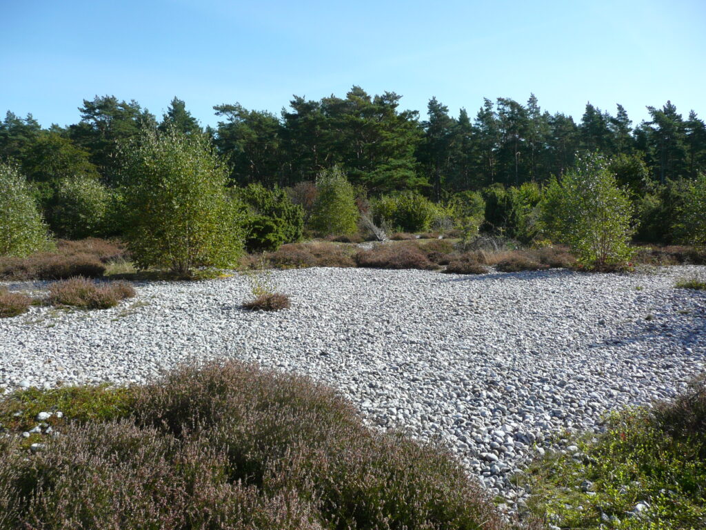 Rügen Tag 6 – Binz/Prora Feuersteinfelder