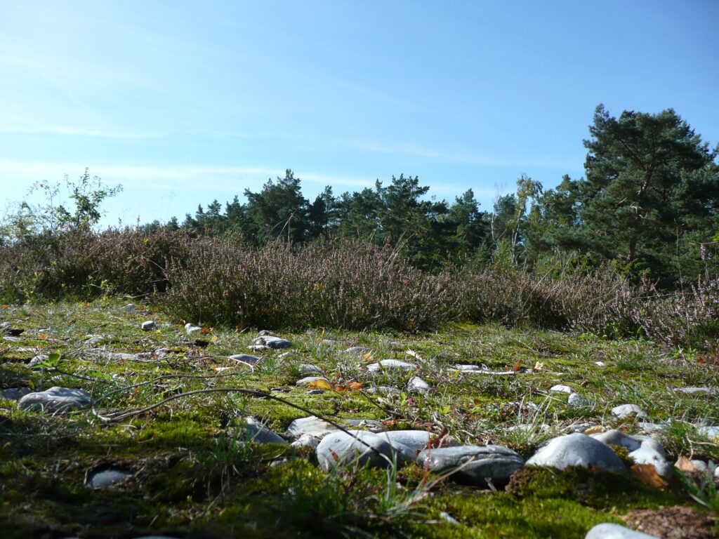 Rügen Tag 6 – Binz/Prora Feuersteinfelder