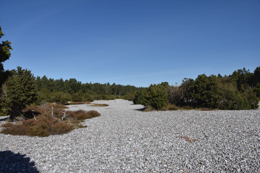 Rügen Tag 6 – Binz/Prora Feuersteinfelder