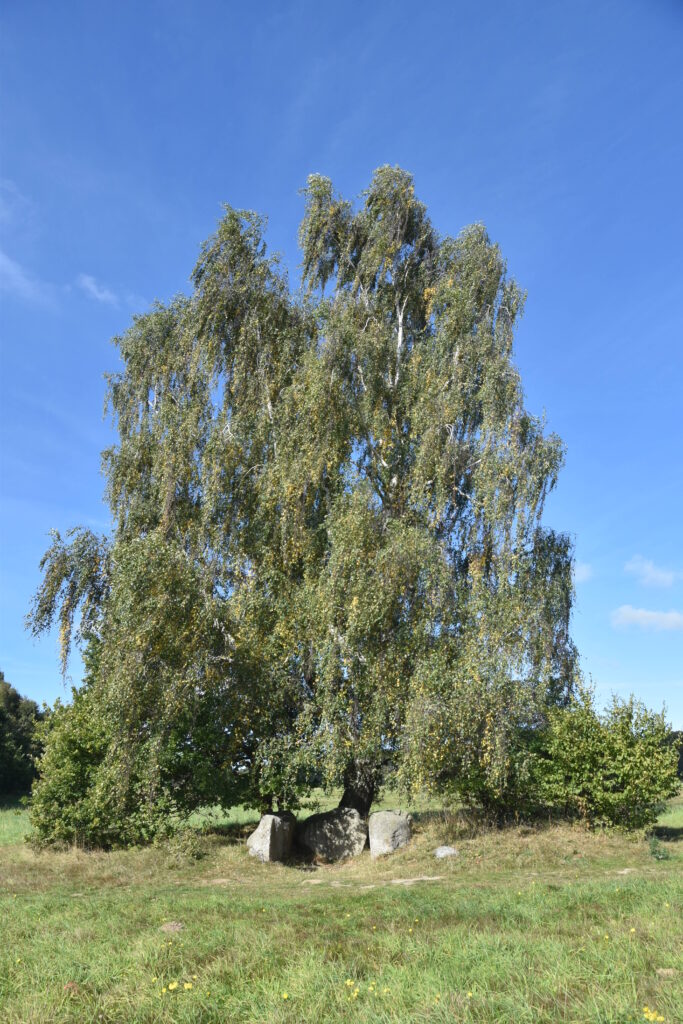 Rügen Tag 7 – Großsteingräber Lancken-Granitz