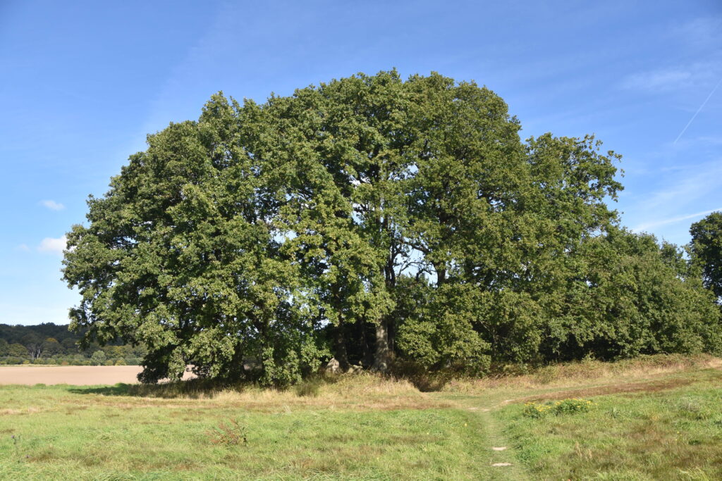 Rügen Tag 7 – Großsteingräber Lancken-Granitz