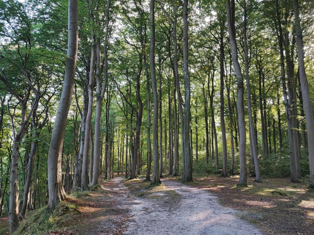 Rügen Tag 8 – Hochuferweg von Binz nach Sellin