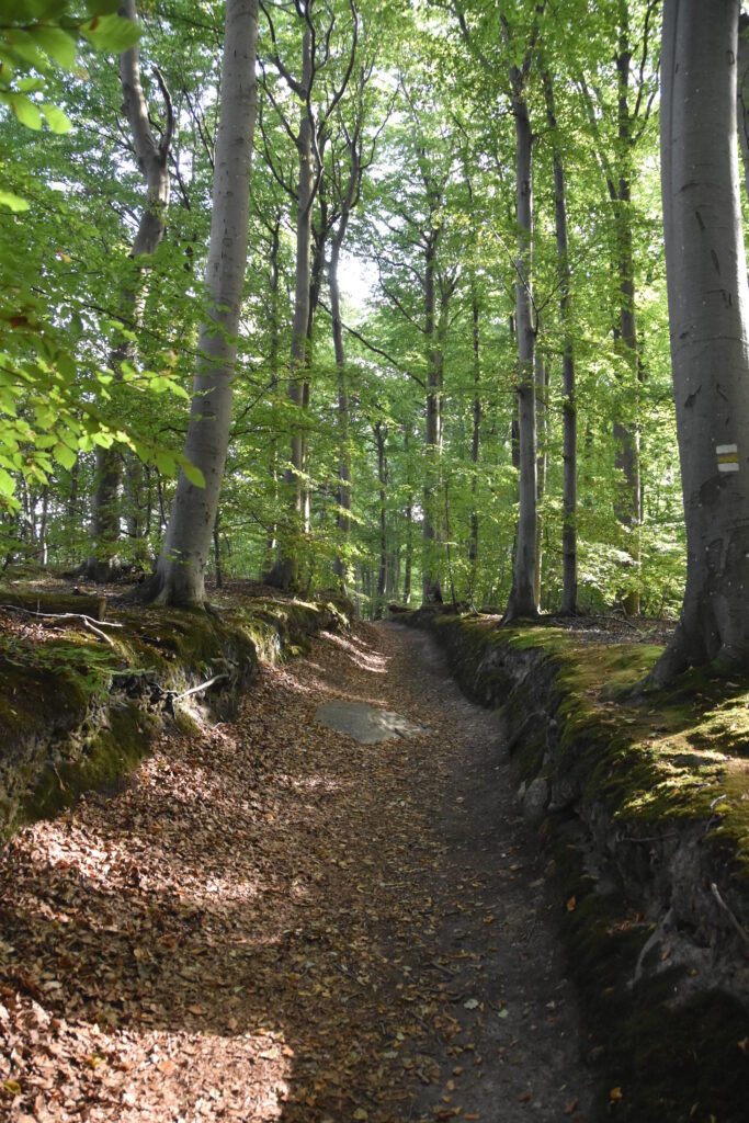 Rügen Tag 8 – Hochuferweg von Binz nach Sellin