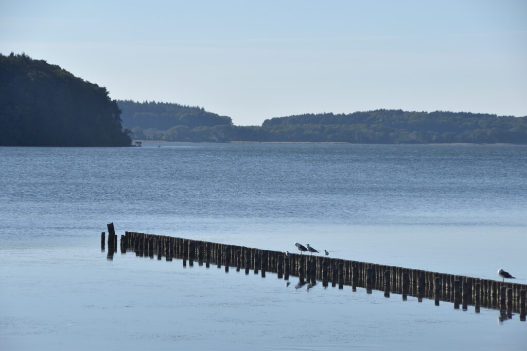 Rügen Tag 7 – Semperwald Krüppelbuchen