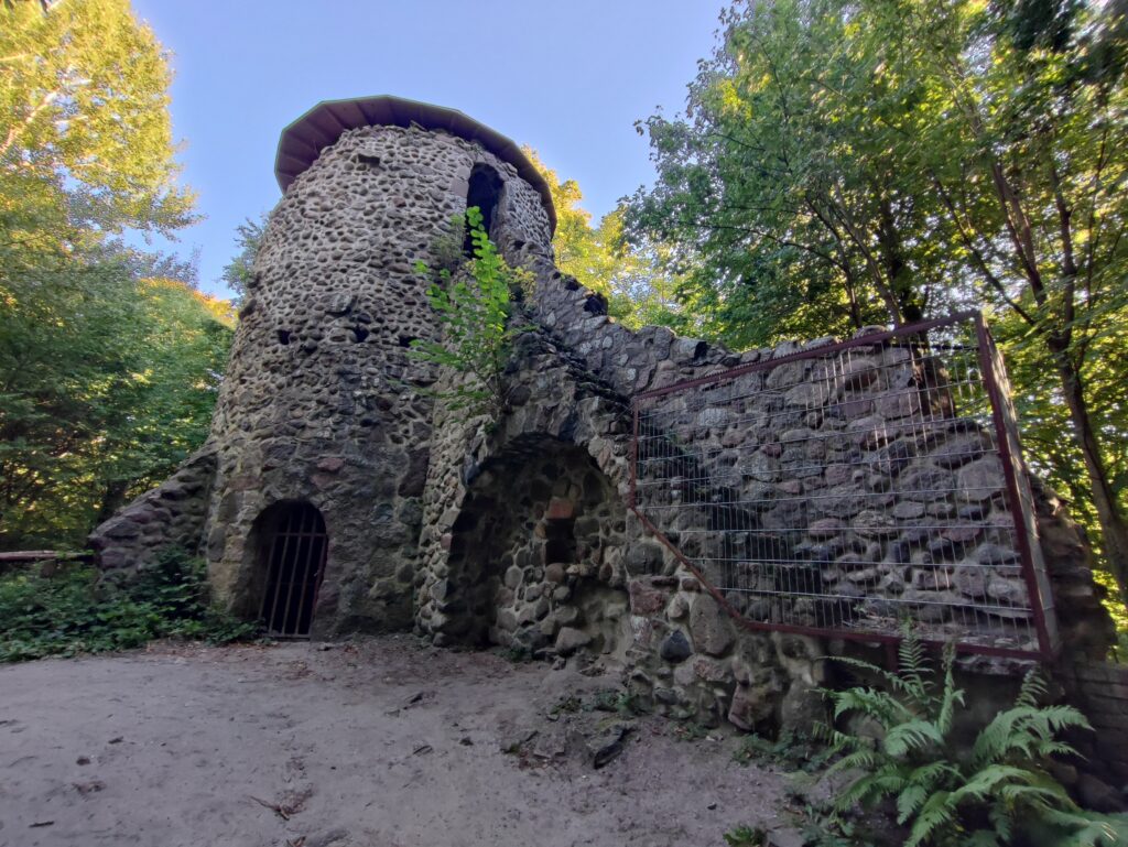 Rügen Tag 7 – Semperwald Krüppelbuchen