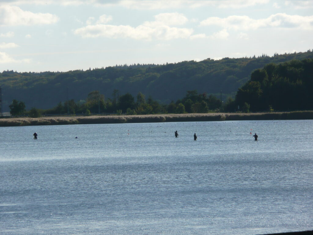 Rügen Tag 7 – Semperwald Krüppelbuchen