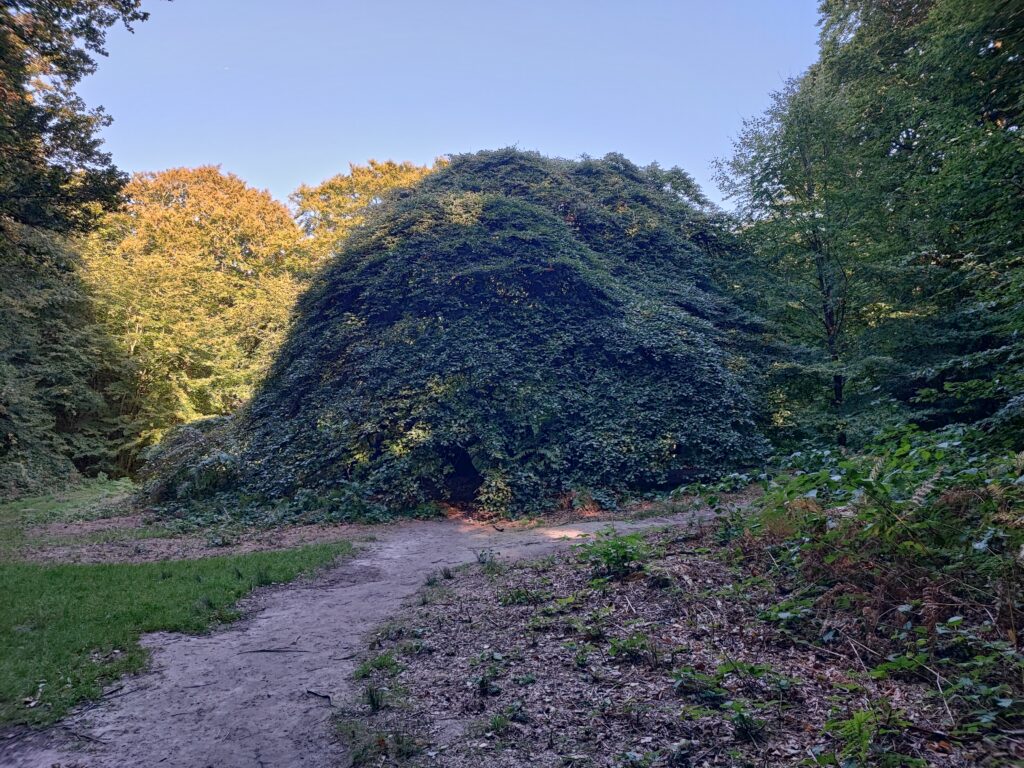 Rügen Tag 7 – Semperwald Krüppelbuchen