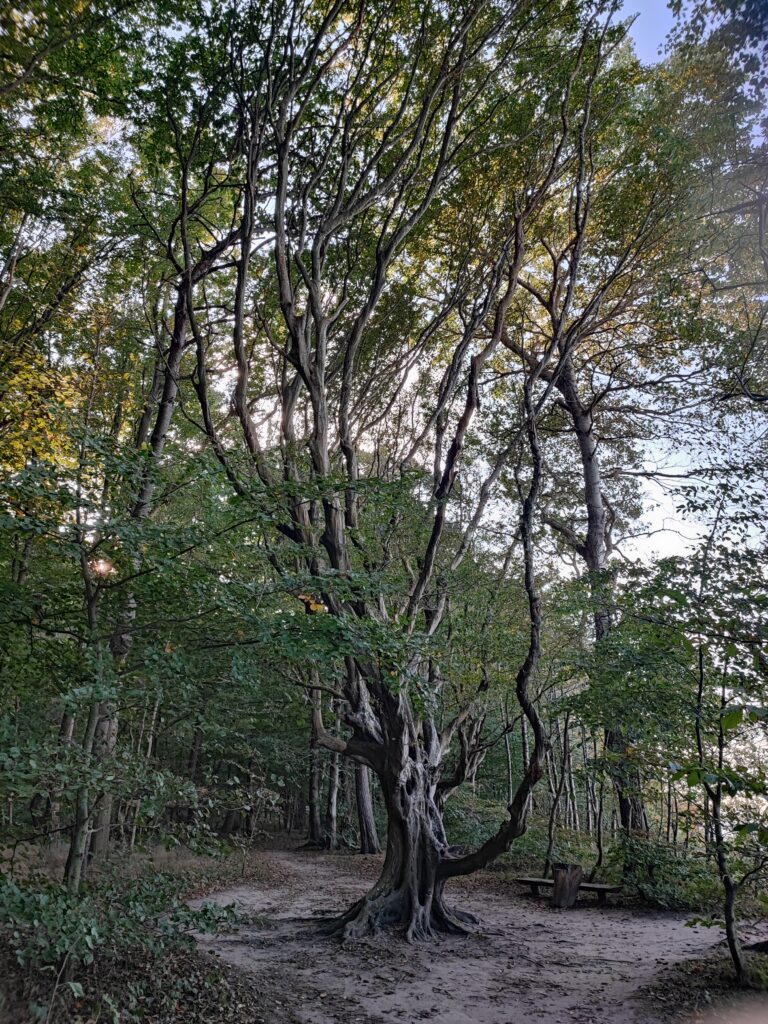 Rügen Tag 10 – Nord-Rügen – Märchenwald, Altenkirchen