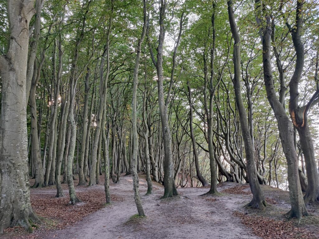 Rügen Tag 10 – Nord-Rügen – Märchenwald, Altenkirchen