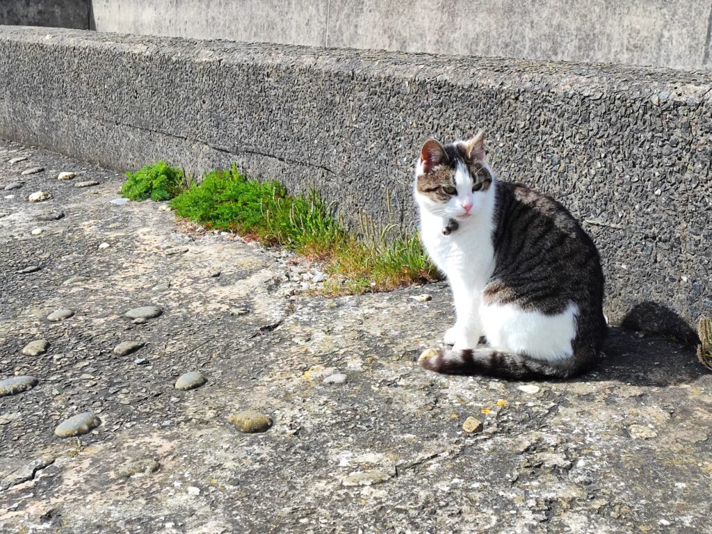 Wales Tag 13 – Aberaeron