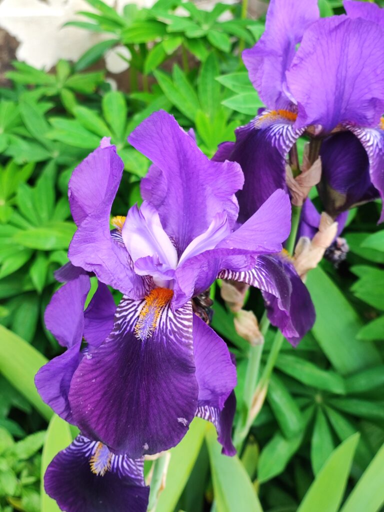 Wales Tag 20 – Bodnant Garden