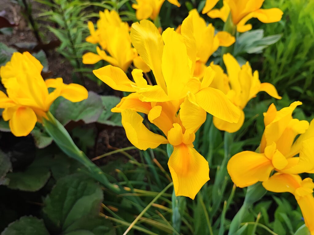 Wales Tag 20 – Bodnant Garden