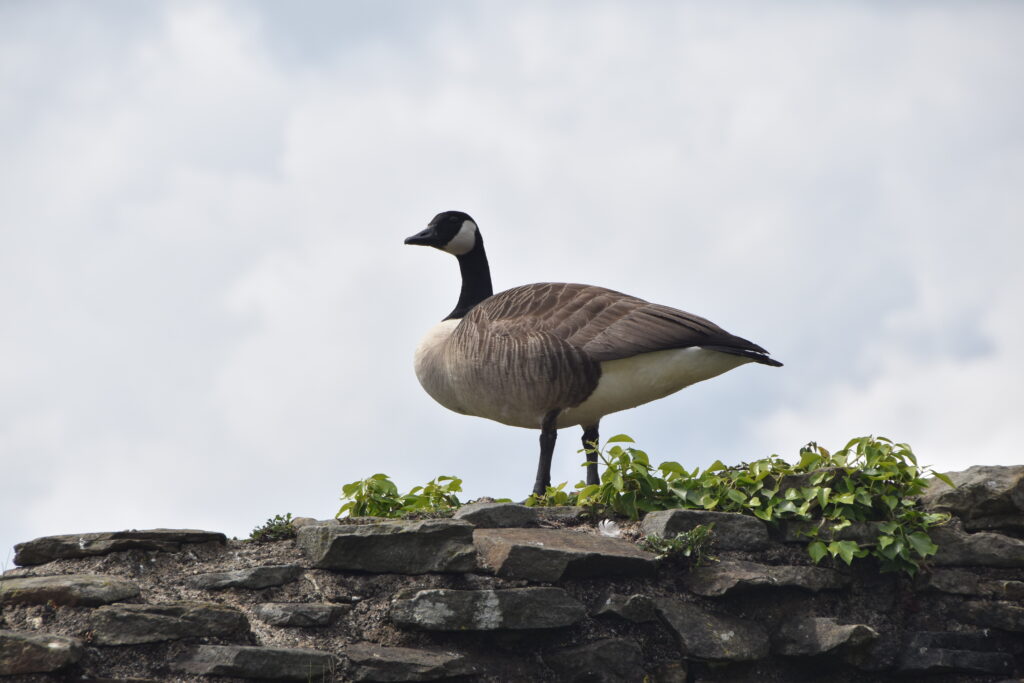 Wales Tag 6 – Caerphilly Castle