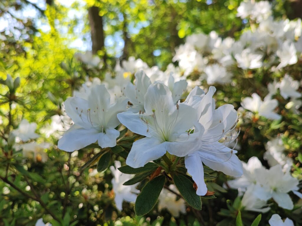Wales Tag 7 – Clyne Gardens