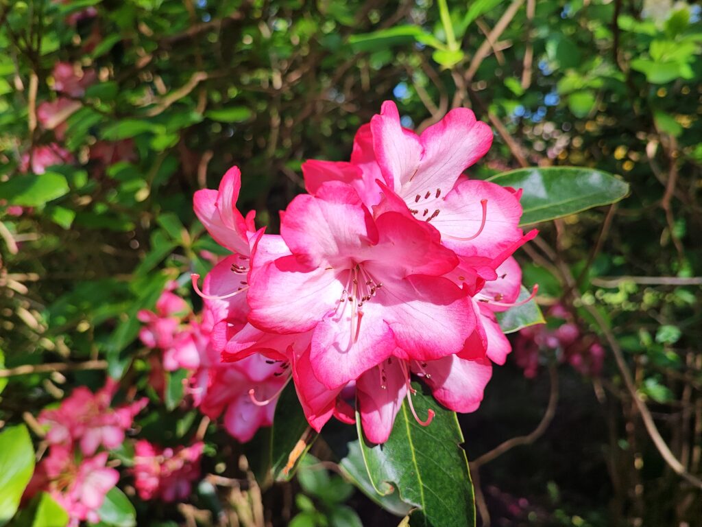 Wales Tag 7 – Clyne Gardens