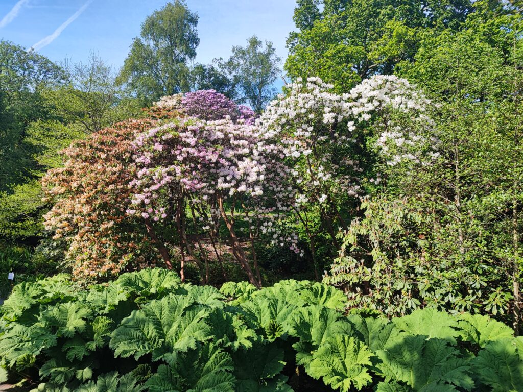 Wales Tag 7 – Clyne Gardens