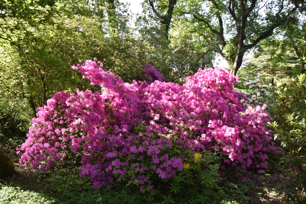 Wales Tag 7 – Clyne Gardens