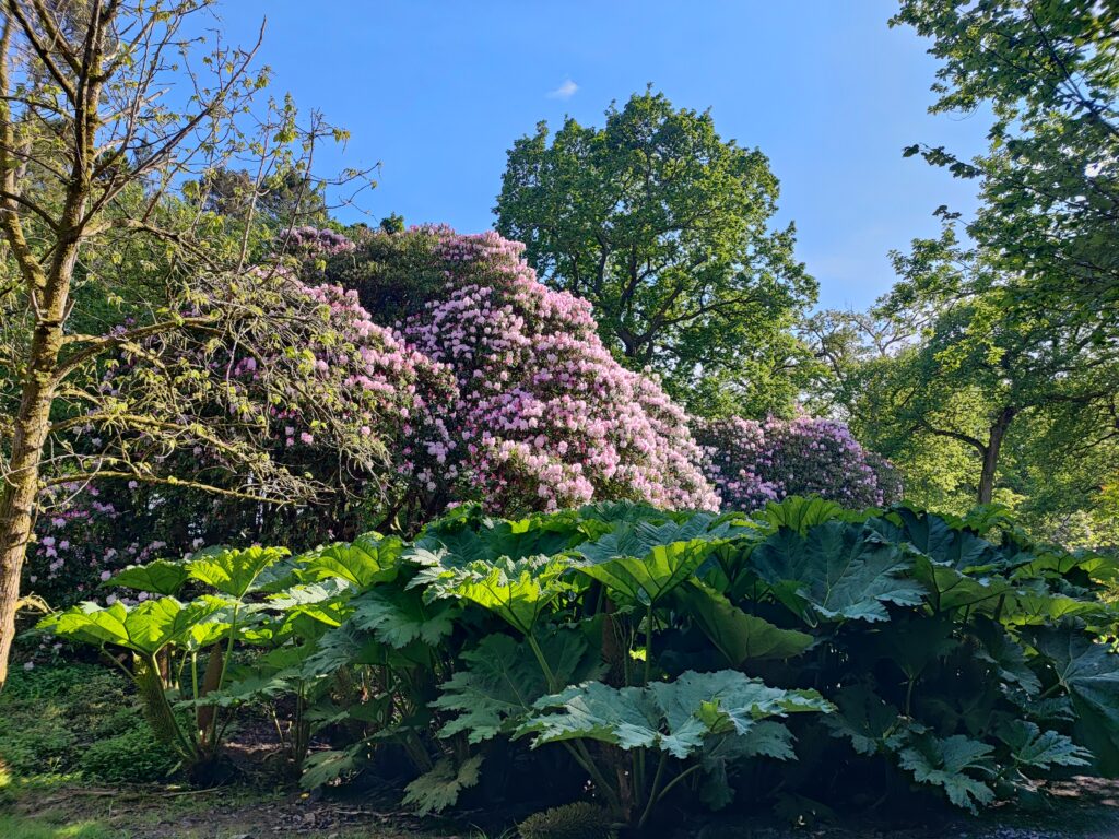 Wales Tag 7 – Clyne Gardens