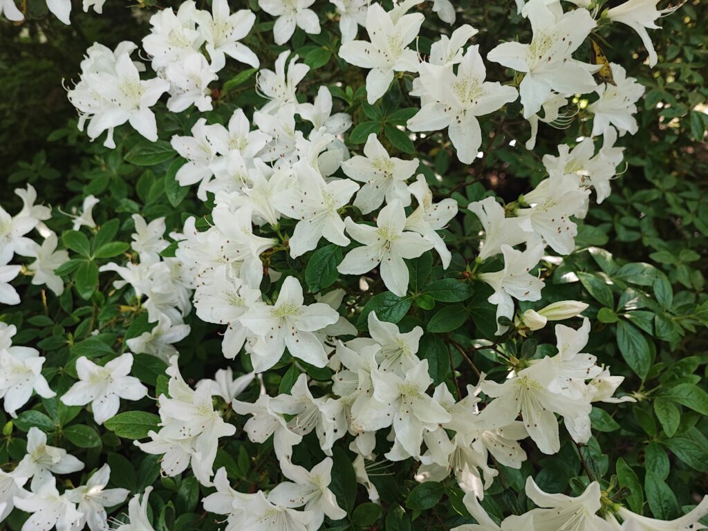 Wales Tag 7 – Clyne Gardens