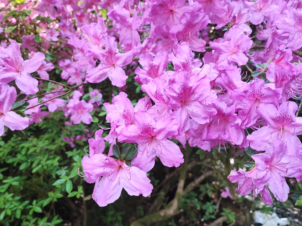 Wales Tag 7 – Clyne Gardens