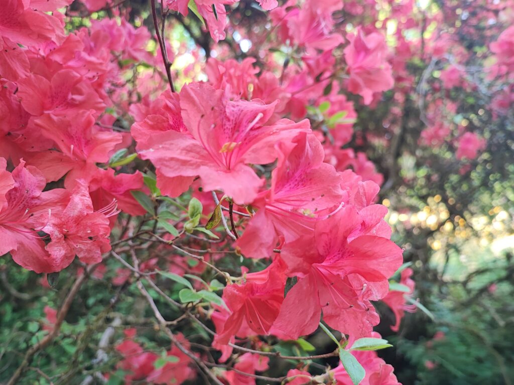 Wales Tag 7 – Clyne Gardens