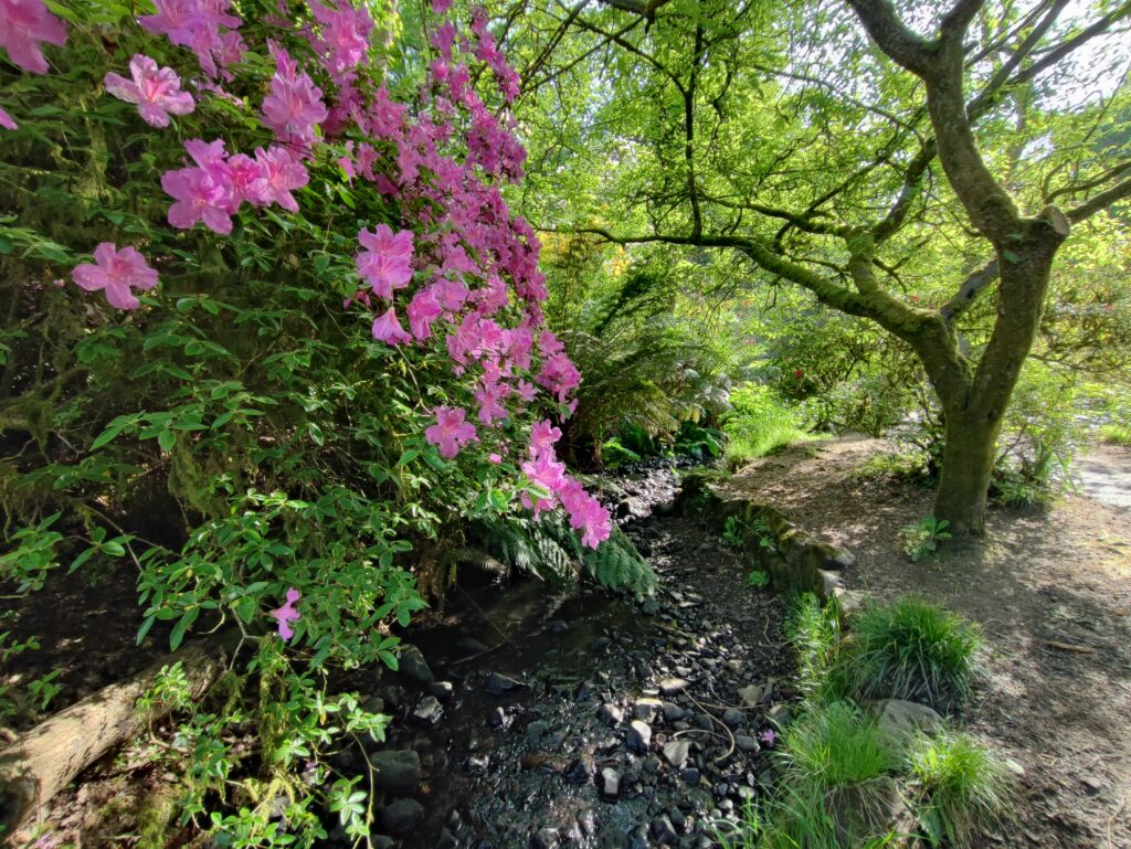Wales Tag 7 – Clyne Gardens