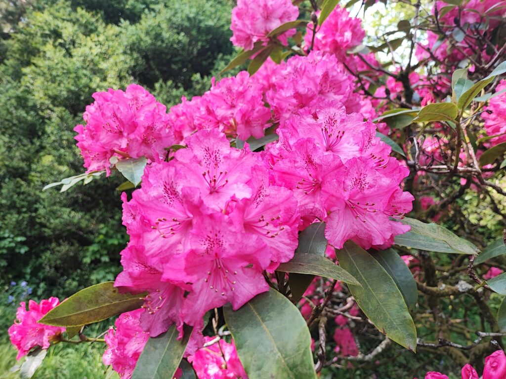 Wales Tag 7 – Clyne Gardens