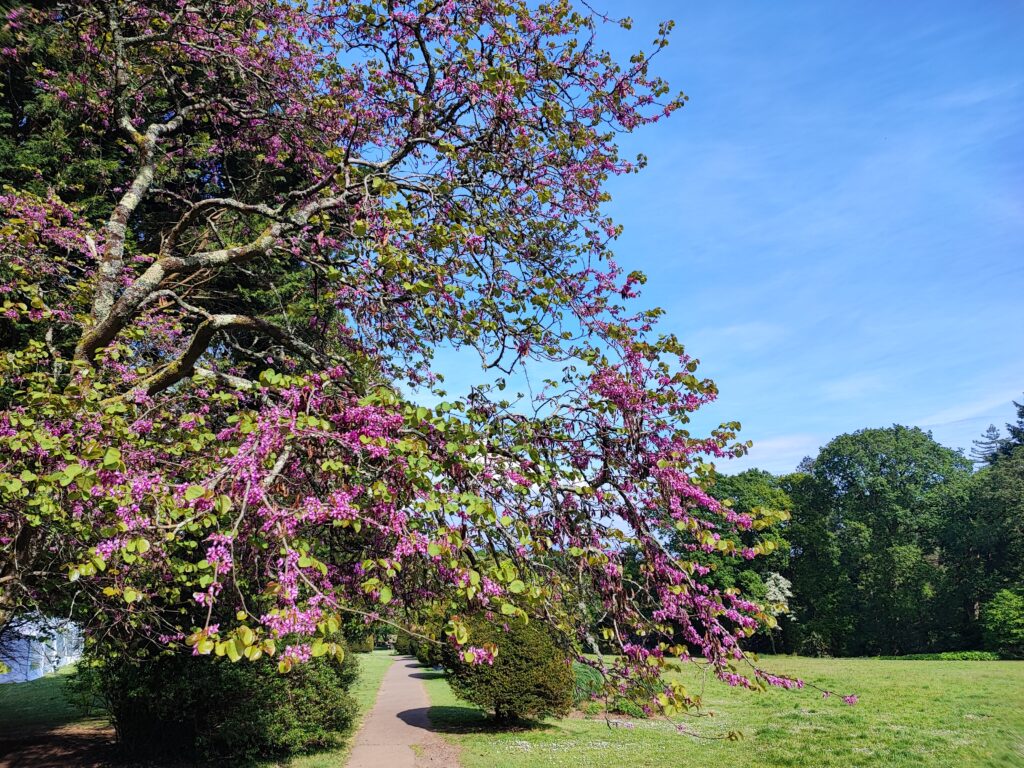 Wales Tag 7 – Clyne Gardens