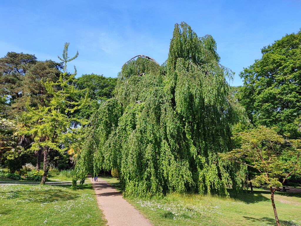 Wales Tag 7 – Clyne Gardens