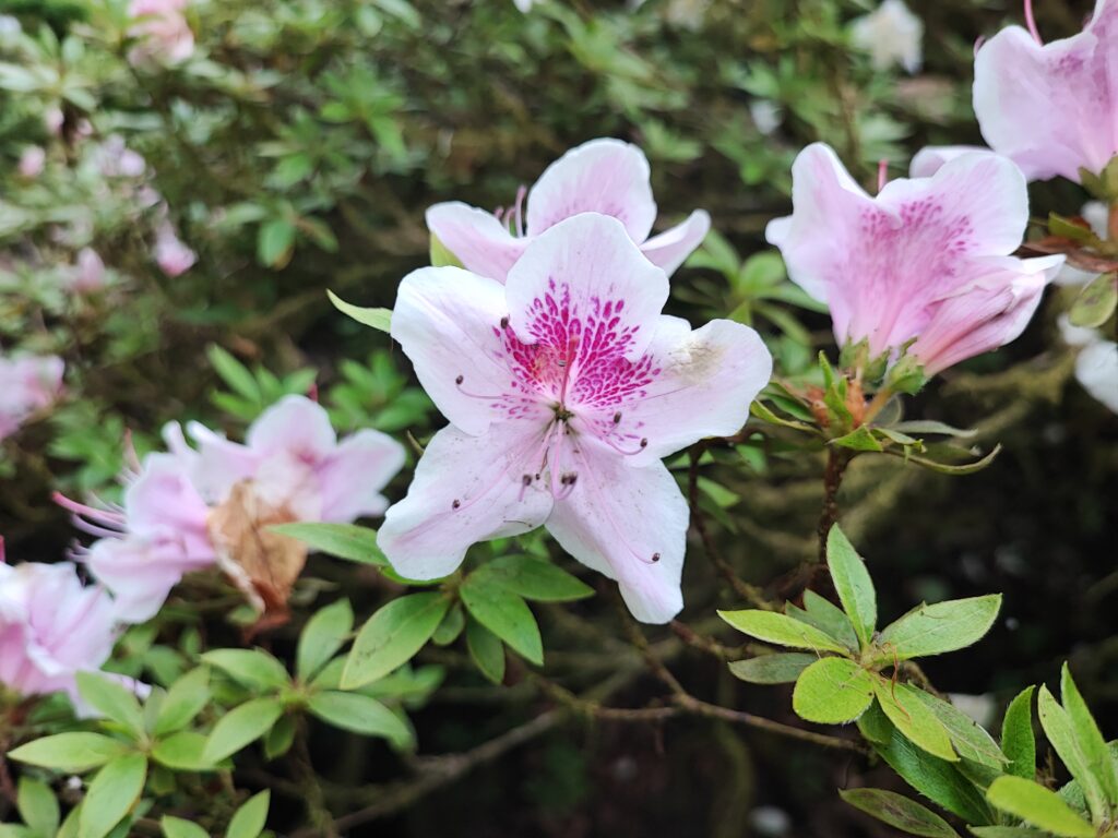 Wales Tag 7 – Clyne Gardens