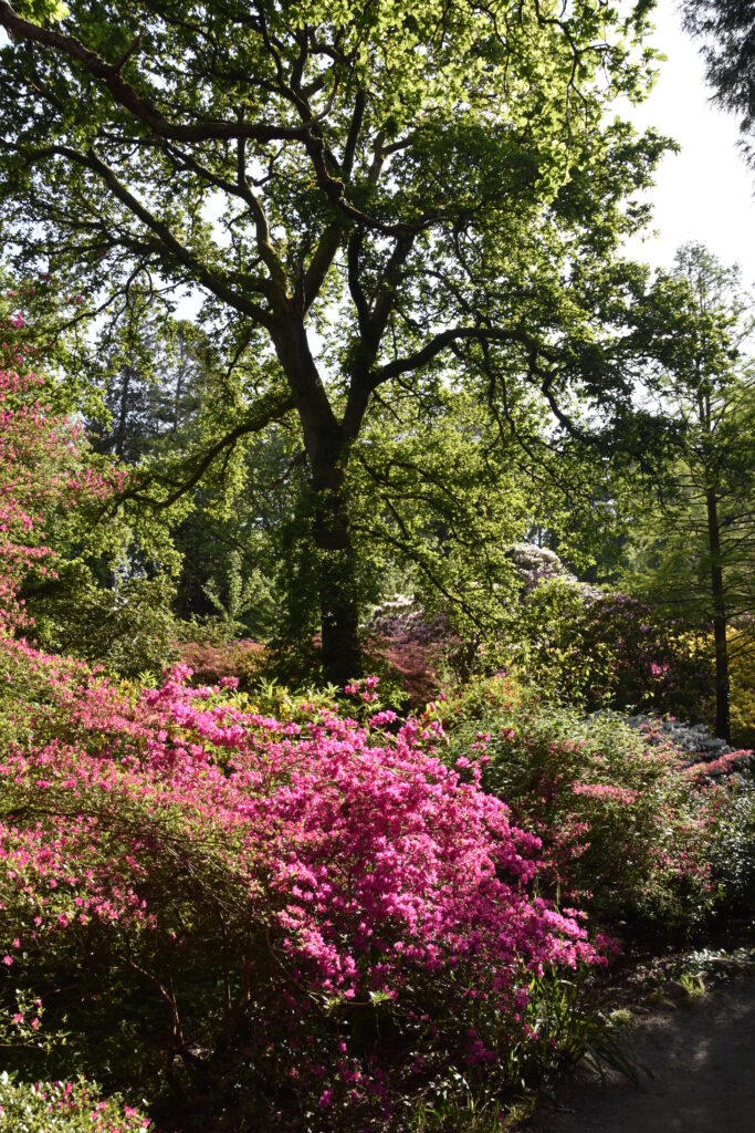 Wales Tag 7 – Clyne Gardens