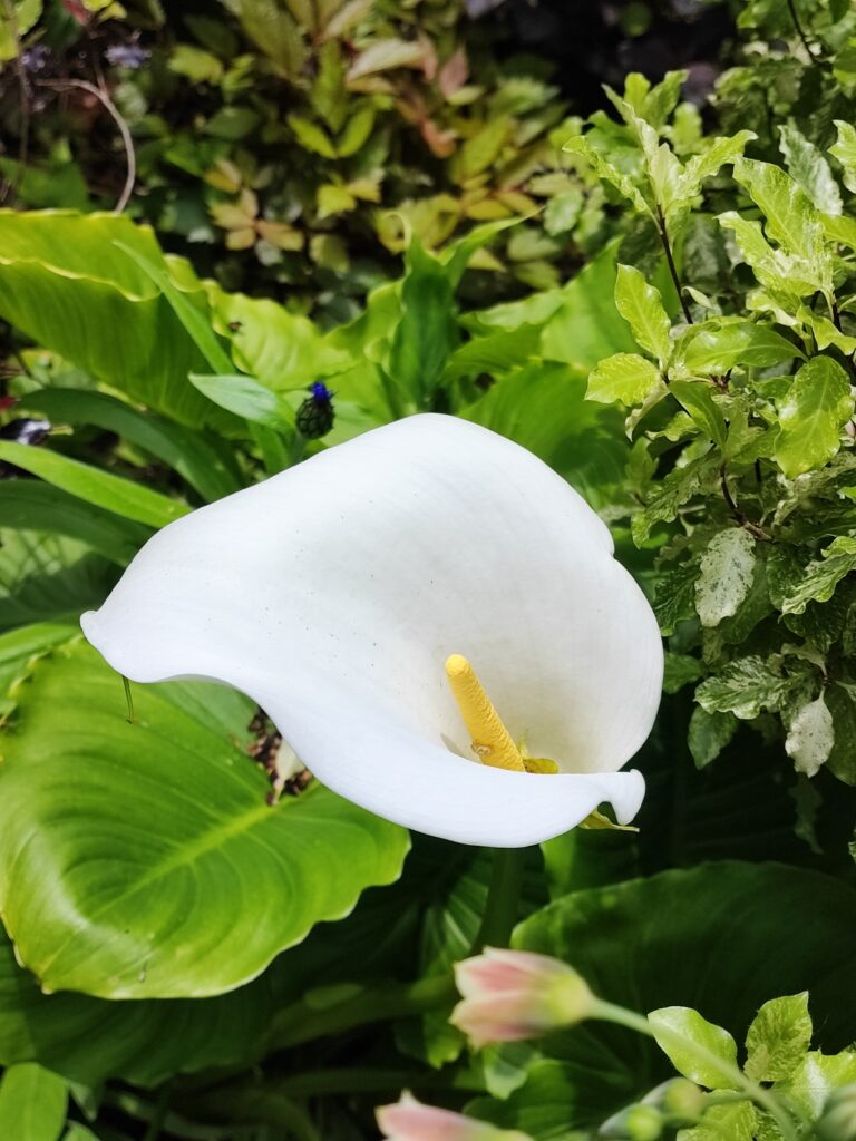 Wales Tag 9 – Colby Woodland Gardens