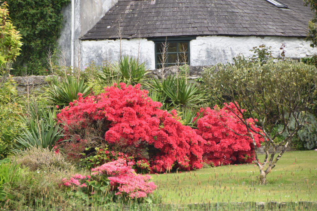 Wales Tag 9 – Colby Woodland Gardens