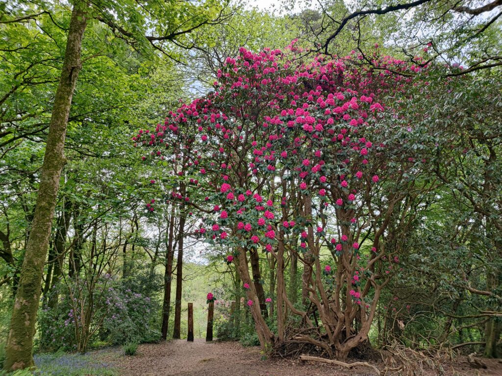 Wales Tag 9 – Colby Woodland Gardens