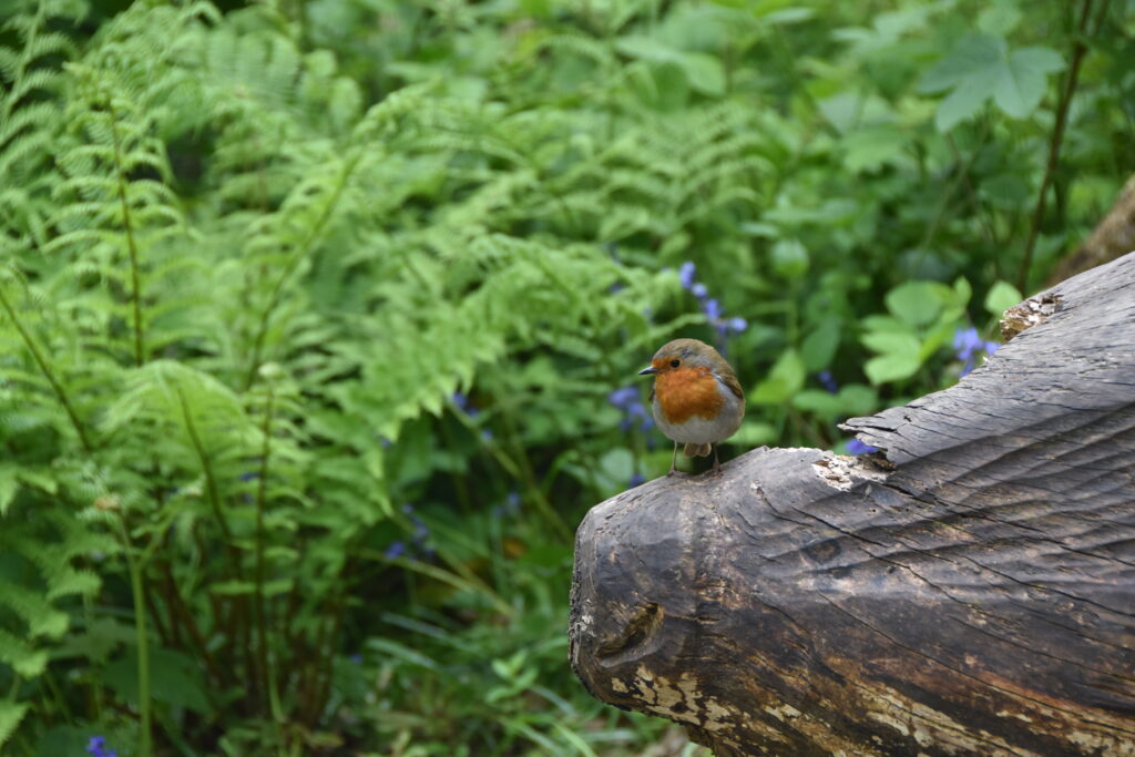 Wales Tag 9 – Colby Woodland Gardens