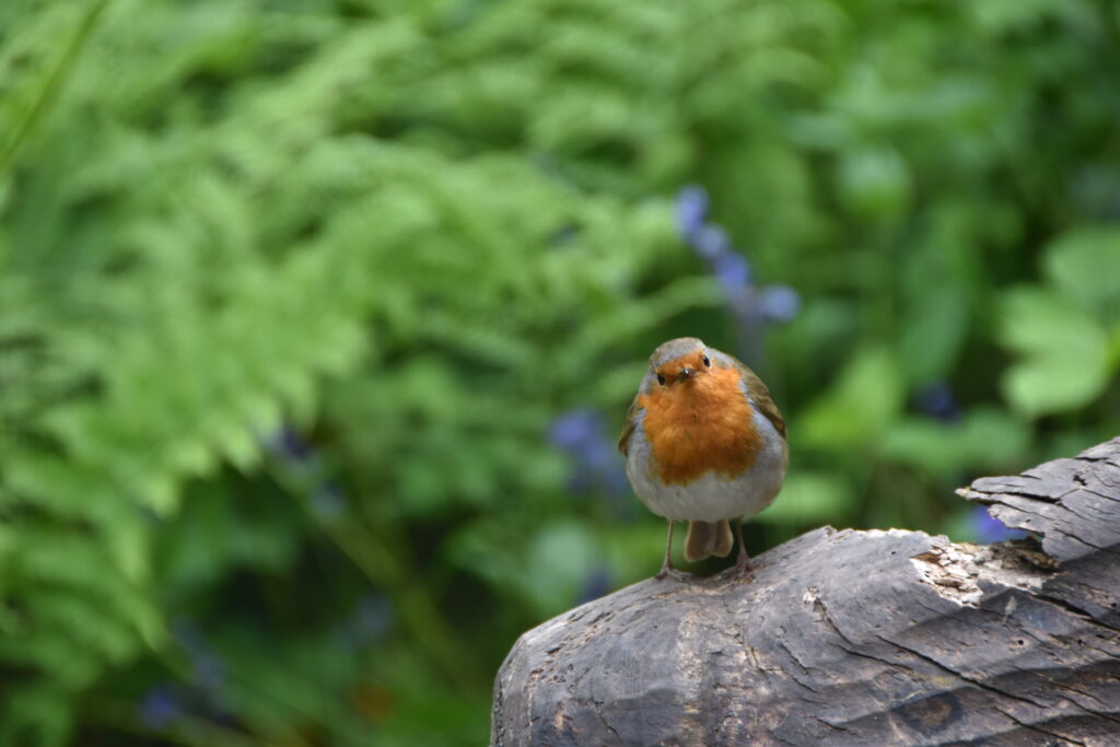 Wales Tag 9 – Colby Woodland Gardens